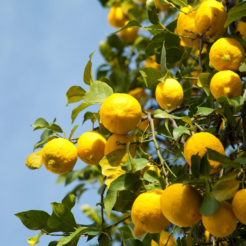 lemon tree